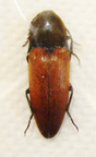 ELATER ferrugineus occitanus