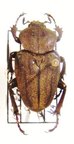 MYCTERISTES (Prigenia) squamosa,F