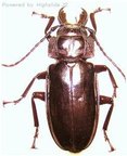 STENODONTES (Mallodon) downesi