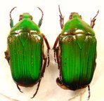 PTYCODESTHES gratiosa