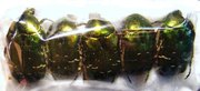 cetonia aurata