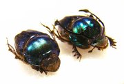 PROAGODERUS rangifer (Forme verte),
