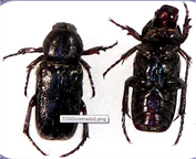 ASPILUS cornigera
