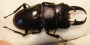 DORCUS titanus platymelus