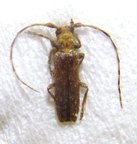 DEROPLIA genei genei