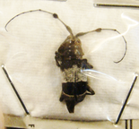 ACRIDOSCHEMA ligata
