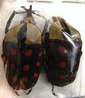 AMAURODES passerinii nigricans f.overlaeti 