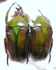 COELORRHINA (Cyprolais) hornimani reducta