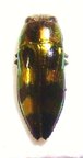 MELOBASIS viridifrons