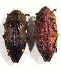 POLYBOTHRIS pyropyga