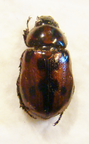CYCLOCEPHALA maffafa MEXIQUE