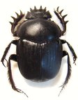 SCARABAEUS sacer