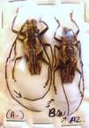 EPEPEOTES sp