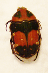 GAMETIS bealiae