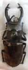 LUCANUS sericeus M