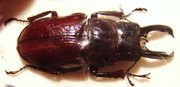 ODONTOLABIS ursulae,M +25mm