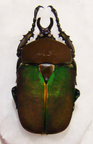 COMPSOCEPHALUS kachovskii kachovskii M