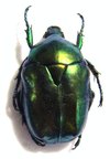 PROTAETIA (Cetonischema) venusta (=speciosa venusta)