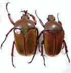 EUDICELLA smithi shiratica