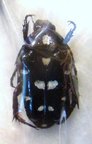 IXORIDA (Mecinonota) mindanaoensis