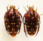 COILODERA (=Coelodera) diardi