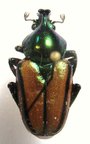 PHAEDIMUS zebuanus kachikum