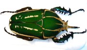 MECYNORRHINA torquata poggei