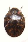 POLYBOTHRIS coccinella