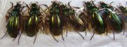 CARABUS auratus . bilierensis