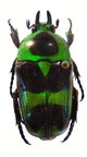 MYSTROCEROS rouyeri 