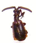PAUSSIDAE sp