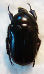 ANOMALOCERA olivecea f.noire