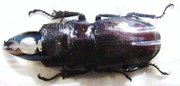 ODONTOLABIS hamjahi,M