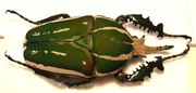 MECYNORRHINA torquata poggei