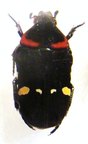 GLYCYPHANA (Glycyphaniola) scutellata