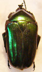 TRIGONOPHORINUS riaulti