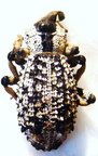 RHYTIDOPHLOEUS rotschildi