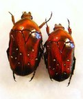DYMUSIA variabilis f.rouge
