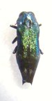 AGRILUS acutus
