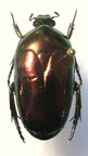 POECILOPHARIS curtisi