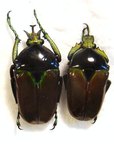 TAURHINA (Neptunides) polychrous var.brunneipennis Couple
