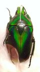 TMESORRHINA alpestris alpestris