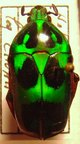 HETERORRHINA schadenbergi