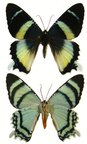 ALCIDES agathyrsus
