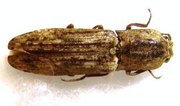 ELATERIDAE sp