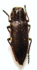 POLYBOTHRIS sulcicollis