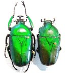 D.micans
