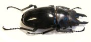 ODONTOLABIS bellicosa M