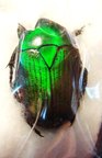 EUCHLOROPUS laetus
