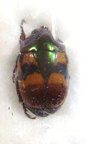 MACRASPIS xanthosticta